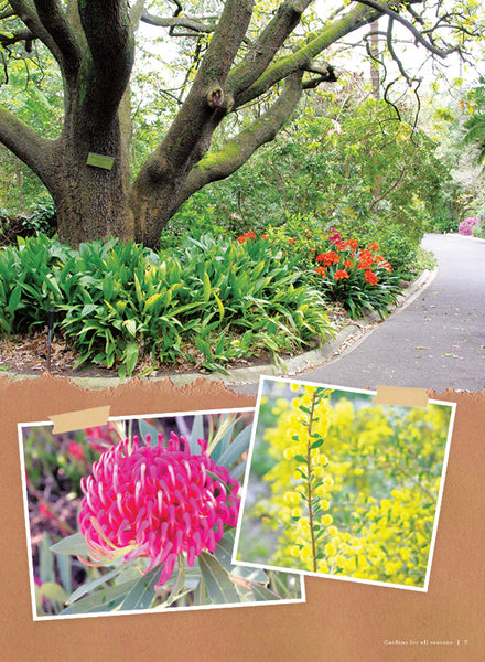 CSIRO Seasonal Garden for Spring & Summer